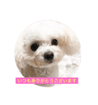 可愛いチワプー3姉妹（個別スタンプ：12）