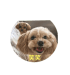 可愛いチワプー3姉妹（個別スタンプ：13）