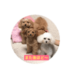 可愛いチワプー3姉妹（個別スタンプ：15）