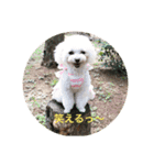 可愛いチワプー3姉妹（個別スタンプ：16）