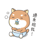 Shiba Inu Pipi just a baby（個別スタンプ：12）