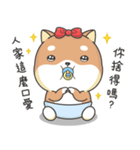 Shiba Inu Pipi just a baby（個別スタンプ：22）