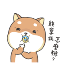 Shiba Inu Pipi just a baby（個別スタンプ：37）