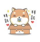 Shiba Inu Pipi just a baby（個別スタンプ：40）