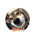 Q（個別スタンプ：1）