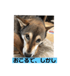 Q（個別スタンプ：2）