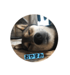 Q（個別スタンプ：6）