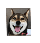 Q（個別スタンプ：7）