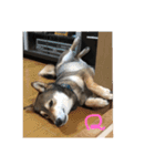 Q（個別スタンプ：10）