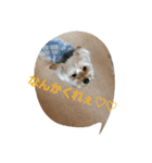 ヨーキーのジューン*゜スタンプ☆（個別スタンプ：14）