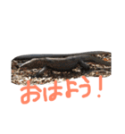 コモドドラゴンスタンプ by Rosinyan（個別スタンプ：1）