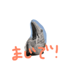 コモドドラゴンスタンプ by Rosinyan（個別スタンプ：3）