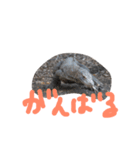 コモドドラゴンスタンプ by Rosinyan（個別スタンプ：21）