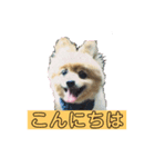 ペロのスタンプ！（個別スタンプ：1）