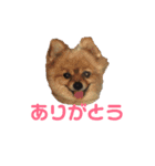 ペロのスタンプ！（個別スタンプ：3）