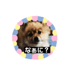 ペロのスタンプ！（個別スタンプ：6）