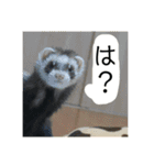 こぐとひぐとゆかいな仲間たち（個別スタンプ：11）