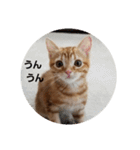 子猫のリタ君のスタンプ（個別スタンプ：2）