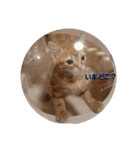 子猫のリタ君のスタンプ（個別スタンプ：4）