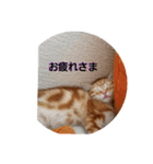 子猫のリタ君のスタンプ（個別スタンプ：5）