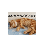 子猫のリタ君のスタンプ（個別スタンプ：8）