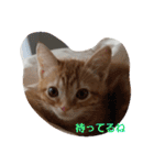 子猫のリタ君のスタンプ（個別スタンプ：9）