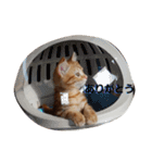 子猫のリタ君のスタンプ（個別スタンプ：10）