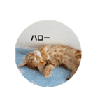 子猫のリタ君のスタンプ（個別スタンプ：11）