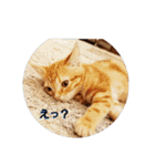 子猫のリタ君のスタンプ（個別スタンプ：12）
