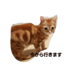 子猫のリタ君のスタンプ（個別スタンプ：13）