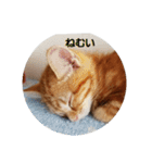 子猫のリタ君のスタンプ（個別スタンプ：14）