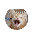 子猫のリタ君のスタンプ（個別スタンプ：15）