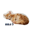子猫のリタ君のスタンプ（個別スタンプ：16）
