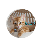 子猫のリタ君のスタンプ（個別スタンプ：17）