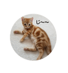 子猫のリタ君のスタンプ（個別スタンプ：18）