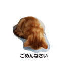 子猫のリタ君のスタンプ（個別スタンプ：22）