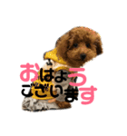 ぽこぺこ（個別スタンプ：1）