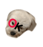 ぽこぺこ（個別スタンプ：3）
