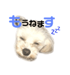 ぽこぺこ（個別スタンプ：5）
