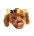 ぽこぺこ（個別スタンプ：10）