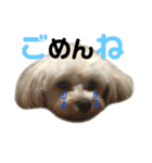 ぽこぺこ（個別スタンプ：12）