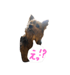 ヨーキーココたん①（個別スタンプ：4）