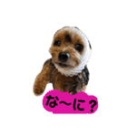 ヨーキーココたん①（個別スタンプ：8）