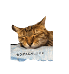 ねこ○＆にゃん○(ФωФ)（個別スタンプ：1）