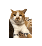 ねこ○＆にゃん○(ФωФ)（個別スタンプ：3）