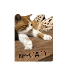 ねこ○＆にゃん○(ФωФ)（個別スタンプ：6）