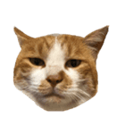 ねこ○＆にゃん○(ФωФ)（個別スタンプ：7）