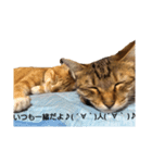 ねこ○＆にゃん○(ФωФ)（個別スタンプ：8）