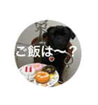 黒パグのチョコ（個別スタンプ：4）