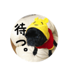 黒パグのチョコ（個別スタンプ：5）